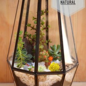 Terrario Octagonal con suculentas